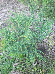 Pimelea serpyllifolia