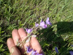 Campanula stevenii