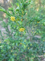 Pimelea serpyllifolia