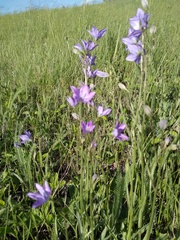 Campanula stevenii