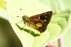 Dalla