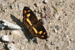 Telenassa berenice