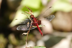 Erythrodiplax ines