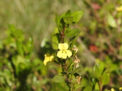Goodenia ovata