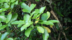 Geniostoma borbonicum