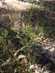 Phyllanthus hirtellus