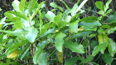 Geniostoma borbonicum