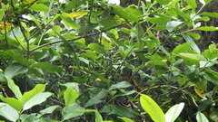Geniostoma borbonicum