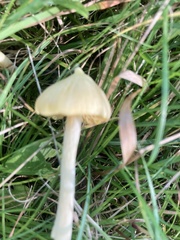 Entoloma murrayi