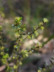 Phyllanthus hirtellus