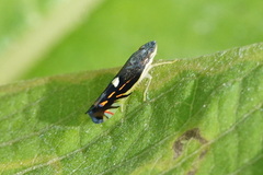 Diedrocephala