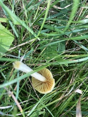 Entoloma murrayi