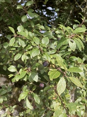 Prunus spinosa