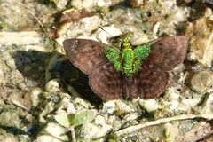 Gorgopas trochilus