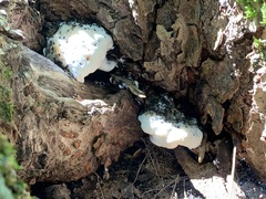 Rigidoporus populinus