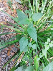 Urtica dioica