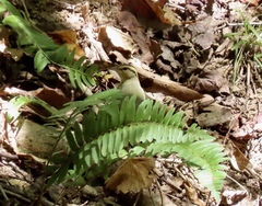 Helmitheros vermivorum