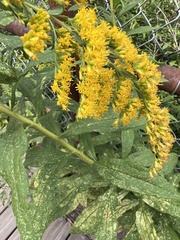 Solidago altissima