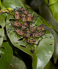 Pachylis acutangulus