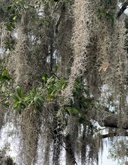 Tillandsia usneoides