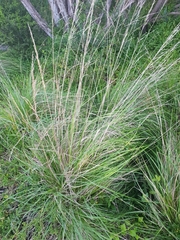 Poa labillardierei