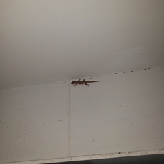 Hemidactylus mabouia