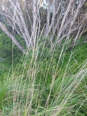 Poa labillardierei