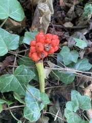 Arum maculatum