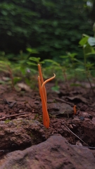 Clavulinopsis amoena