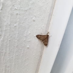 Herpetogramma phaeopteralis