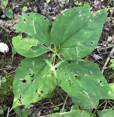 Trillium undulatum