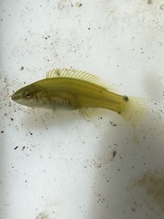 Ctenolabrus rupestris