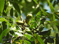Carya illinoinensis