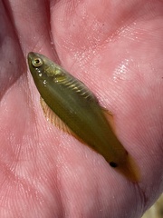 Ctenolabrus rupestris