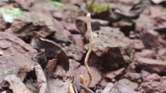 Clavulinopsis amoena