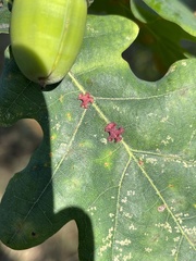 Neuroterus albipes