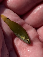 Ctenolabrus rupestris