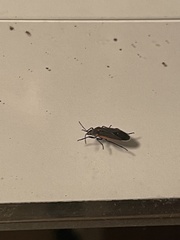 Melacoryphus lateralis