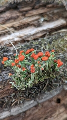Cladonia didyma