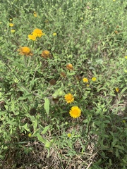 Pulicaria dysenterica