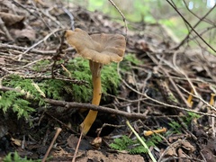 Craterellus tubaeformis