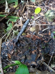 Xylaria grammica