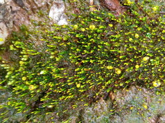 Eccremidium pulchellum