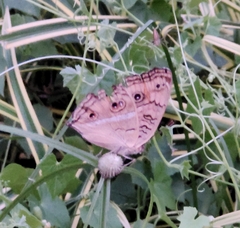 Junonia