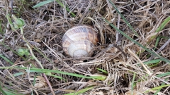 Helix lucorum