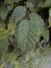 Erysiphaceae