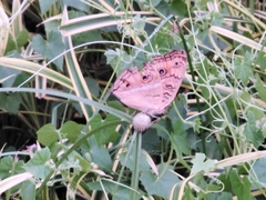 Junonia