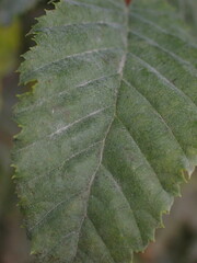 Erysiphaceae