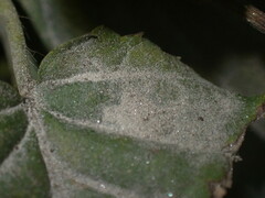 Erysiphaceae