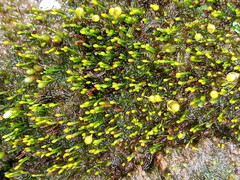 Eccremidium pulchellum